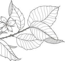 leaf