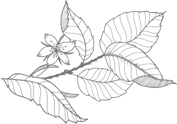 leaf