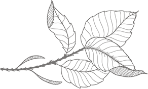leaf