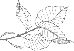 leaf